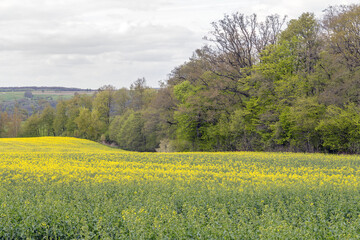 field of rapeseed at spring time