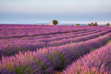 Obraz na płótnie Canvas France, Provence Alps Cote d'Azur, Haute Provence, Plateau of Valensole. Lavender field in full bloom