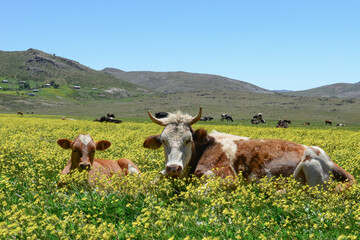 büyükbaş hayvancılık alanları