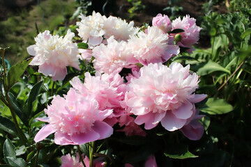 Peonies, pink flower in blossom, peony bush closeup