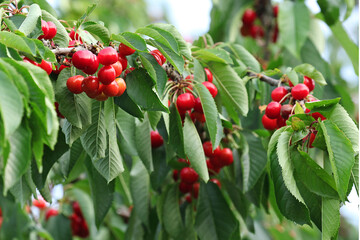 Obraz premium Cerises sur branches