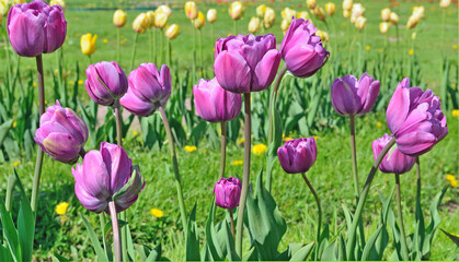 Obraz premium Tulips of lilac color grow on a flowerbed
