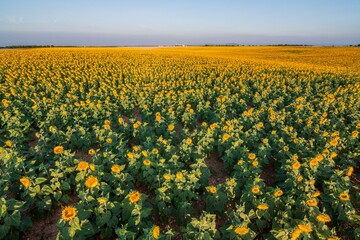 France, Provence Alps Cote d'Azur, Haute Provence, Plateau of Valensole. Lavender and sunflowers