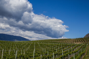 Fototapeta na wymiar Vineyard in Springtime: Rows of Grapes under a blue sky