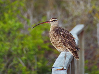 Perched Whimbrel, Santa Cruz, Galapagos