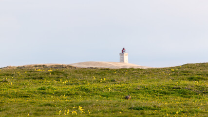 Fototapeta na wymiar Rubjerg Knude Lighthouse