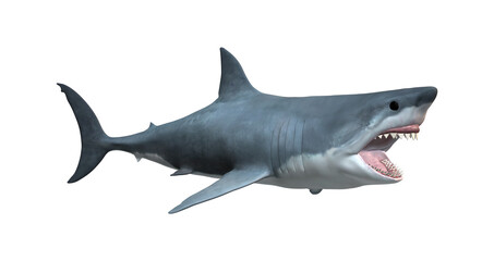Fototapeta premium 3D Rendering Great White Shark on White