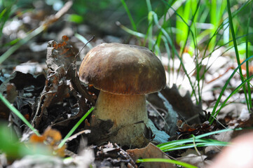 Boletus reticulatus or Boletus aestivalis, commonly known as the summer cep. Edible gourmet wild mushroom, Penny Bun bolete in the forest