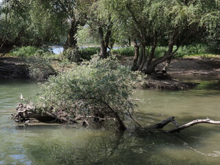 Auwald am Rhein
