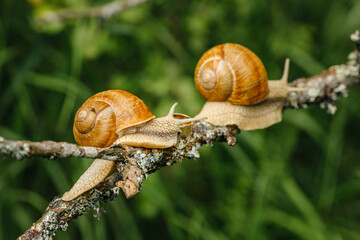 Snails  with wedding  golden ring