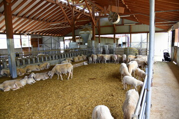 sheep in farm in Cyprus 