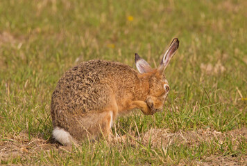 European hare (Lepus europaeus)