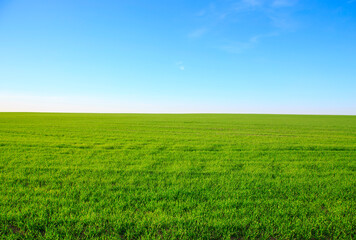 Fototapeta na wymiar Empty field with green grass and blue sky in the background
