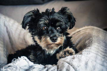 Furry Black dog looking forward