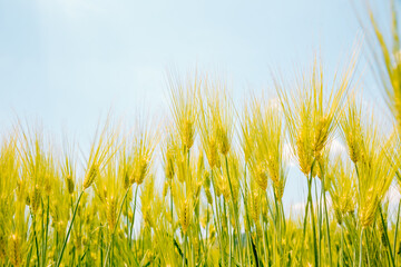 Obraz premium Barley field with blue sky background