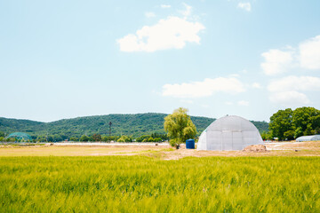 Barley field with greenhouse at spring day in Korea