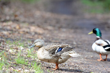 Close up of a male and female wild duck