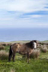 Horse in the countryside. County Clare, Ireland, Europe.