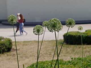 Aachen Elisengarten Blütenstengel 10