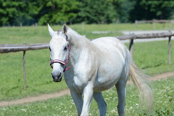 White young horse in the field with lots of flowers.