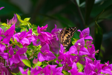 Beautiful local butterfly
