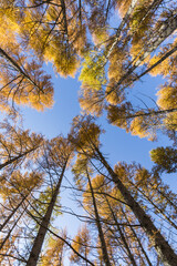 View of autumnal larches from below. Italy, Europe.
