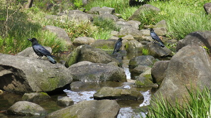 Ravens