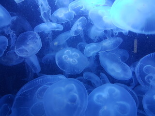 Obraz premium quallen