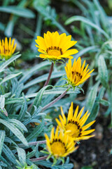 Yellow Flowers That Bloom in the Morning