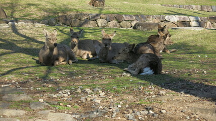 Gazelles