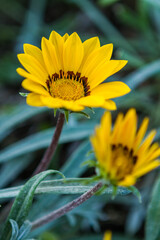 Yellow Flowers That Bloom in the Morning