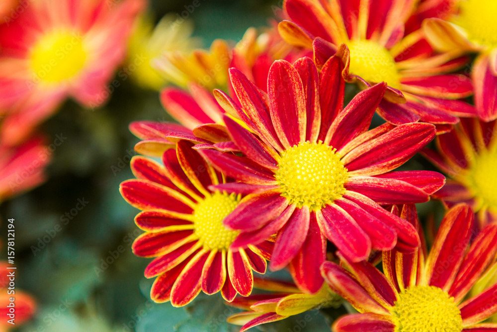 Wall mural red chrysanthemums daisy flower