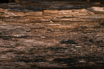 Dry bark of wood background natural