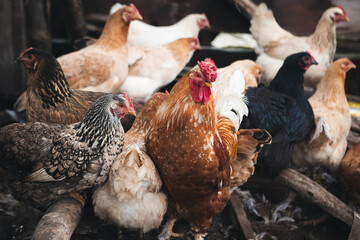 chickens