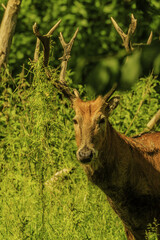 Père David's Deer in Natuurpark Lelystad