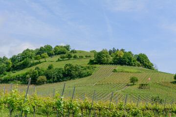 Fototapeta na wymiar Reben in der Schweiz im Sommer für guten Wein
