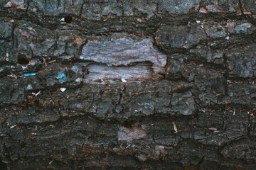 Dry bark of wood background natural