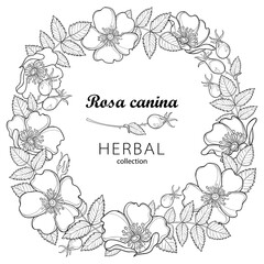 Vector round wreath with outline Dog rose or Rosa canina, medicinal herb. Flower, leaves and hip isolated on white background. Ornate wild rose in contour style for summer design and coloring book.