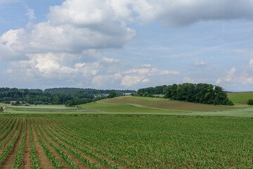 Aussicht auf das Feld im sommer mit blauem himmel mit weissen Wolken