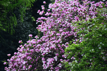 Fototapeta premium floral design and gardening, spring and summer, nature and environment