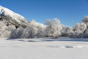 Fototapeta na wymiar Winter landscape with trees covered in hoarfrost . Celerina, Engadin, Graubunden, Switzerland.