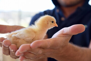 chick or baby chicken in hands of man 