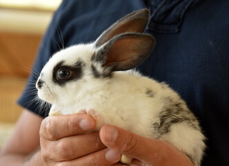 holding baby rabbit 