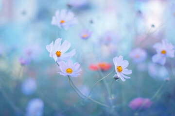 Delicate flowers of cosmos outdoors. Selective focus