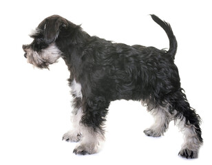 puppy miniature schnauzer