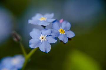 Flower Background