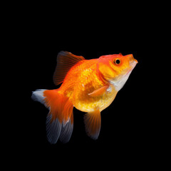 close up goldfish isolated on a black background