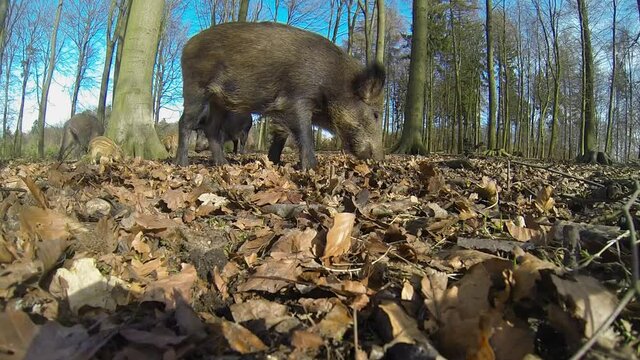Wildschweine im Wald, Gro&szlig; gegen Klein, M&auml;rz, Weitwinkel Aufnahme, Gopro