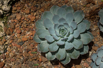 Top view of Kalanchoe blossfeldiana or Flaming Katy, Arid plant