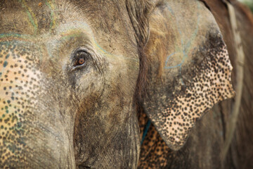 Beautiful close up eye of an elephant in Chitwan Park, Nepal.